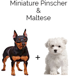 Malti-Pin Dog